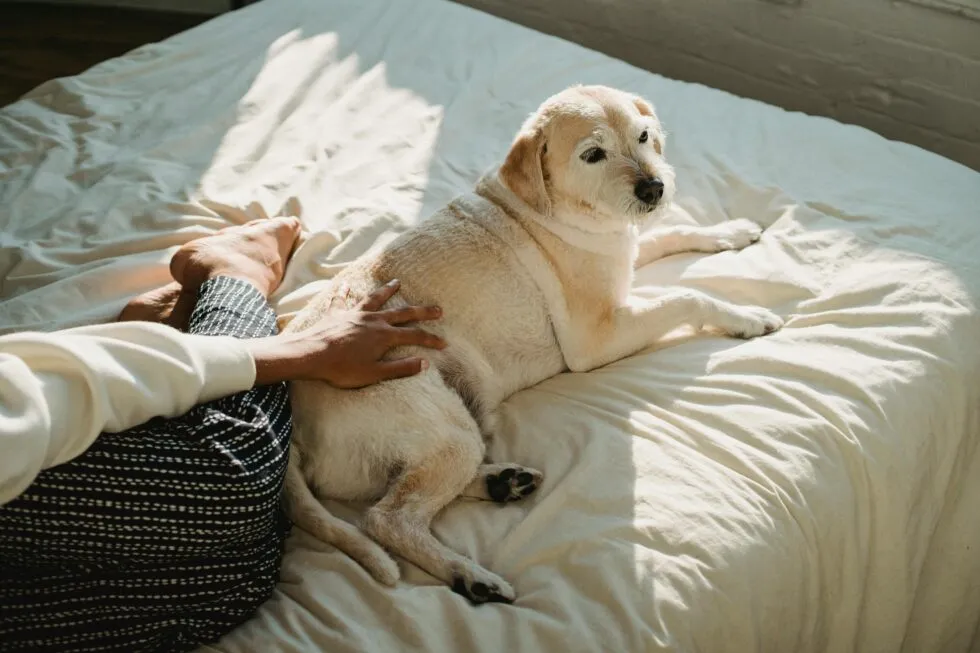 Strategies for Marketing Your Pet-Friendly Hotel