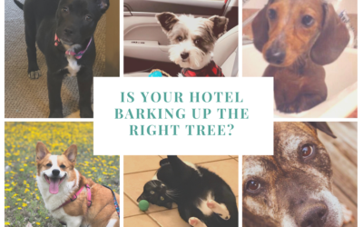 Is your Hotel Barking up the Right Tree?