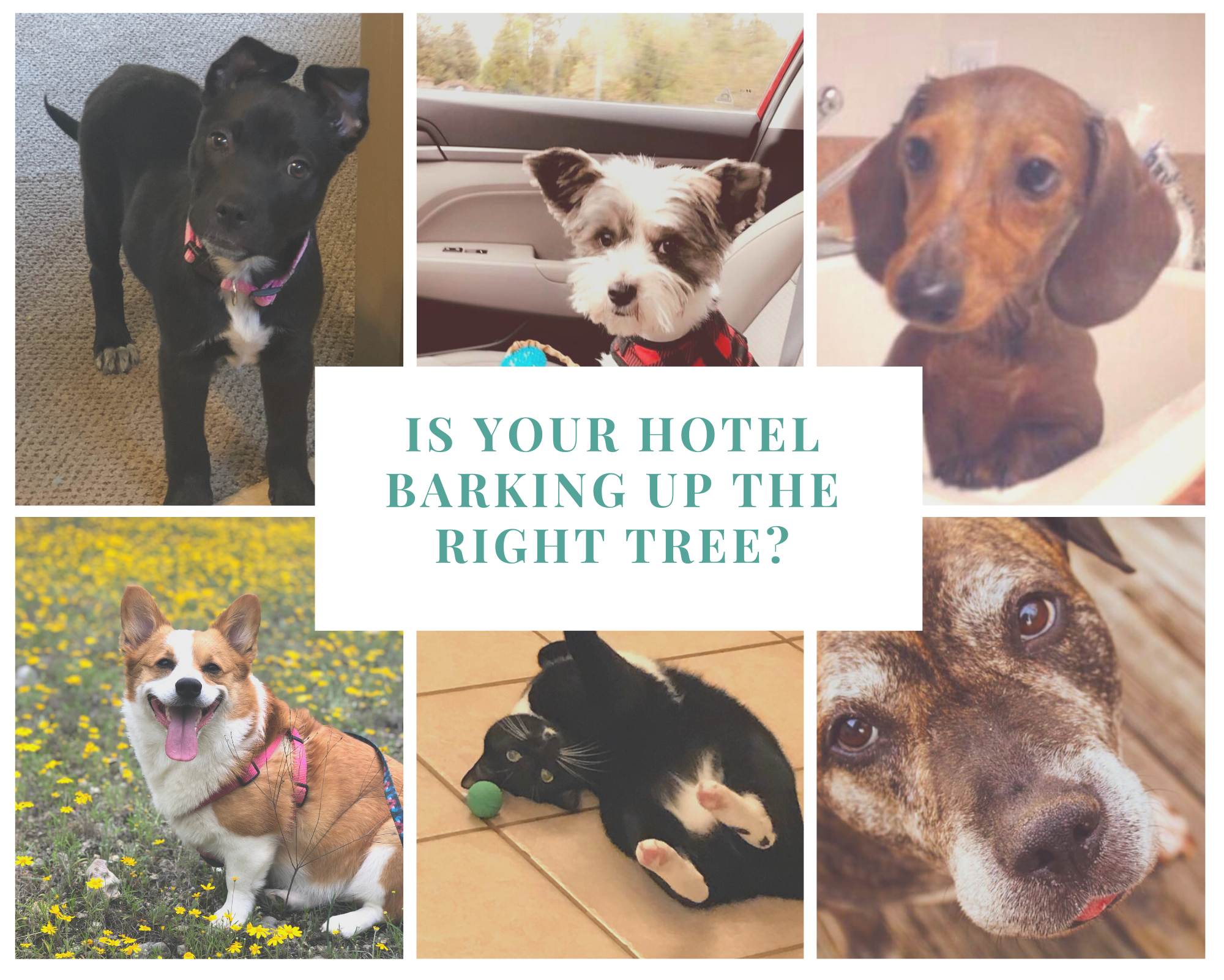Is your Hotel Barking up the Right Tree?