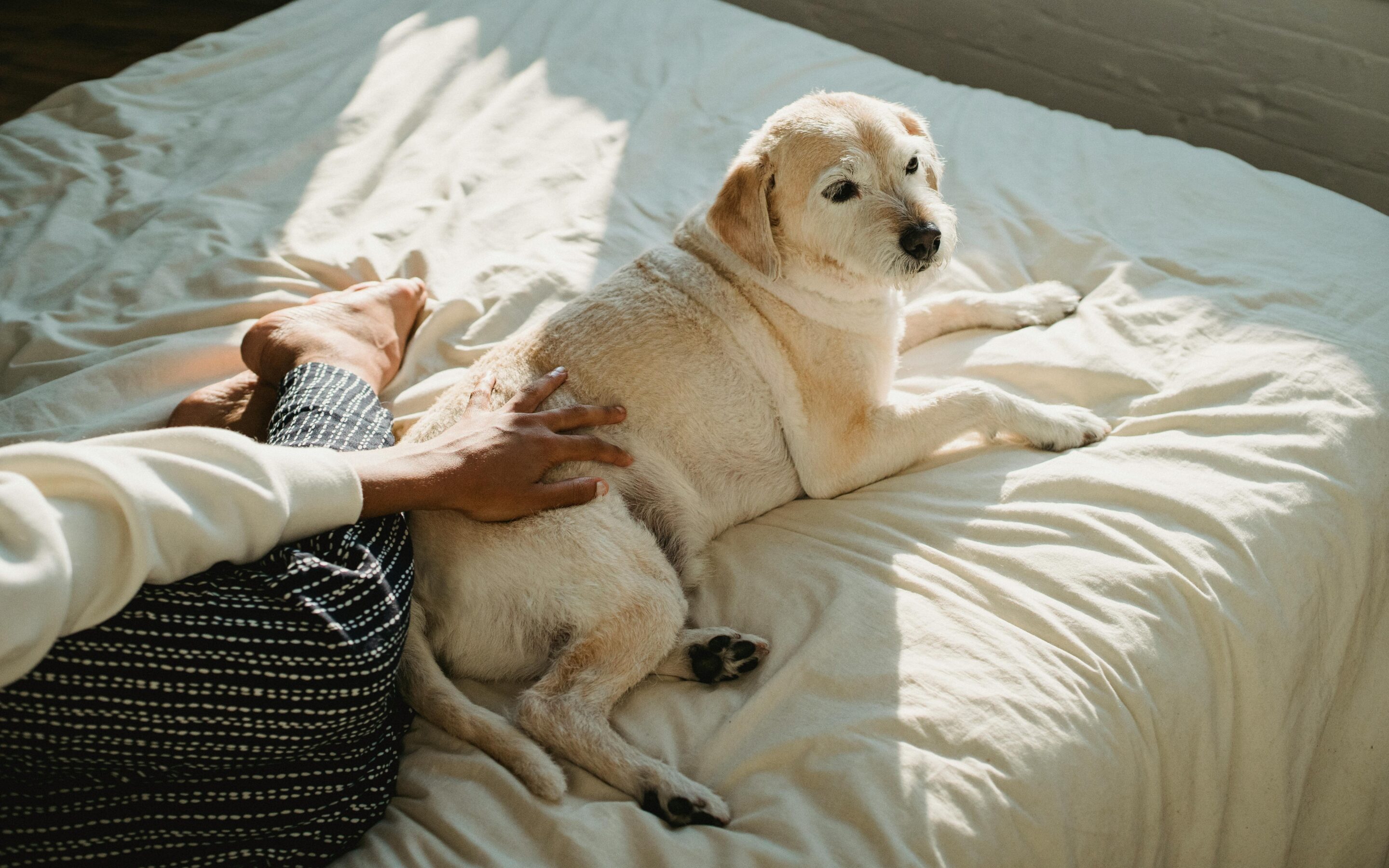 a dog laying in bed